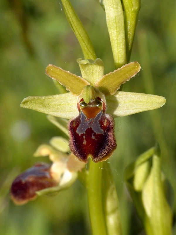 Prima fioritura di orchidee a Palena nel Parco Nazionale della Majella - maggio 2022.